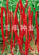 辣艳14——线椒种子