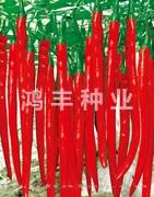 早香辣——线椒种子