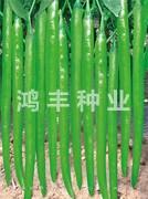 长美八号——线椒种子