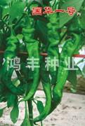国华一号——螺丝椒种子