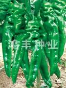 鸿丰2323——螺丝椒种子