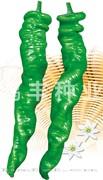 美特——螺丝椒种子