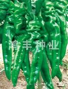 旋佳2号——螺丝椒种子