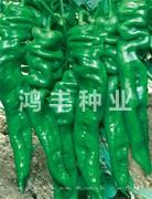 旋佳6号——螺丝椒种子