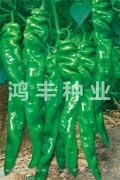 旋佳8号——螺丝椒种子