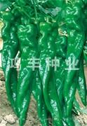 旋佳9号——螺丝椒种子