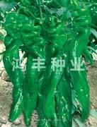 旋佳12号——螺丝椒种子