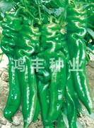 旋佳巨龙——螺丝椒种子