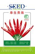 单生贵族——朝天椒种子