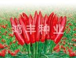 好日子——朝天椒种子