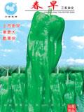 春早--辣椒种子