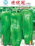 特优冠--辣椒种子