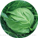 四月获——甘蓝 