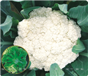 惠松90——白花菜 
