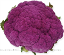 紫皇——特色花菜 