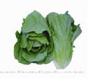 绿神——生菜 
