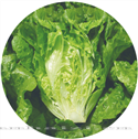 绿雅——生菜 