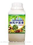 细胞分裂素