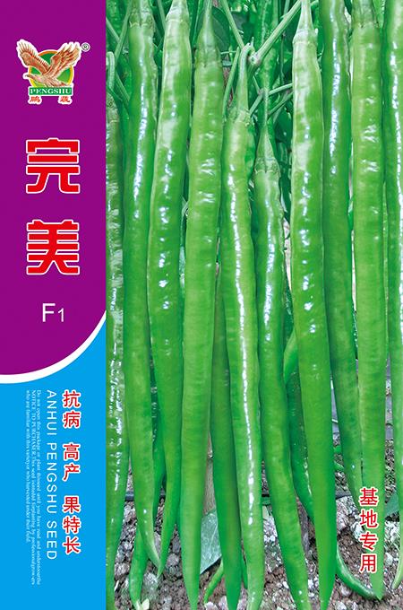  供应完美--线椒种子