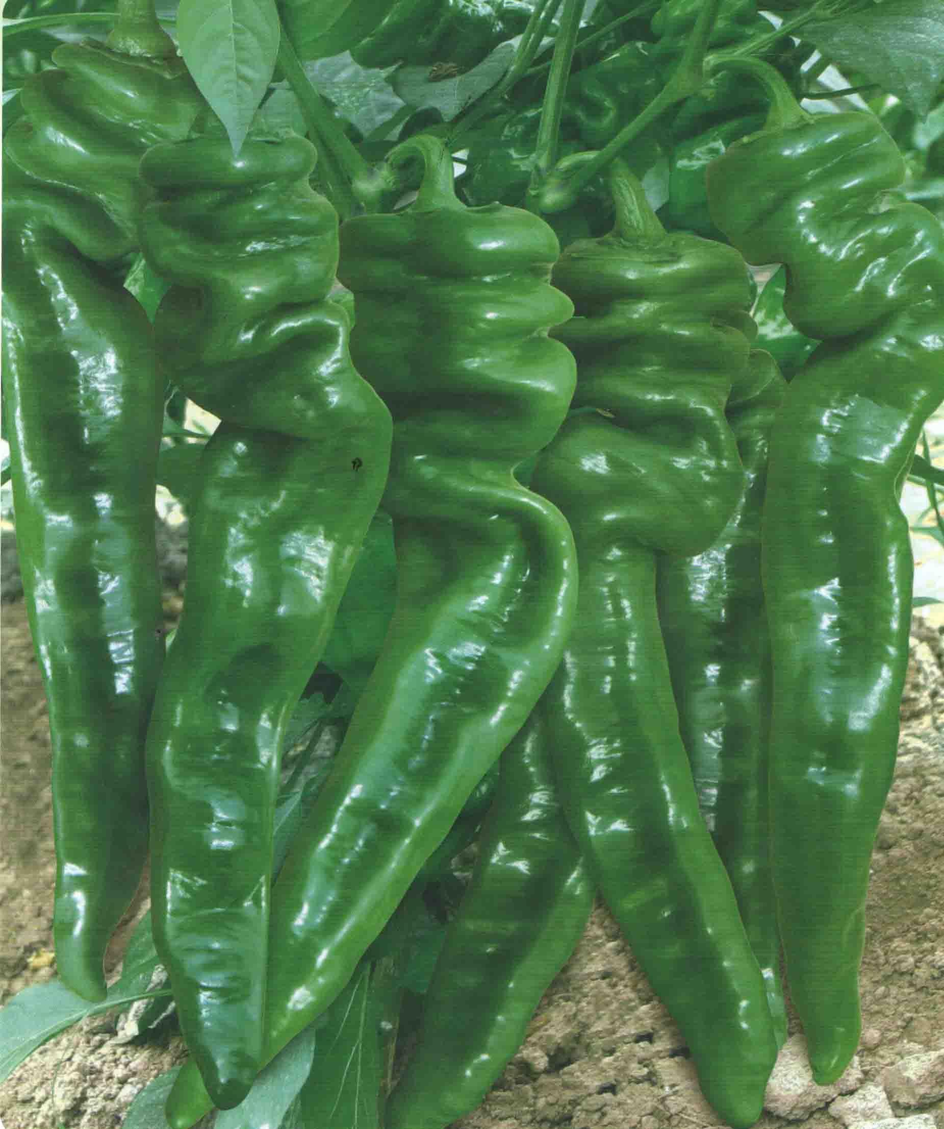 供应鹏蔬螺丝霸王F1—辣椒种子