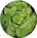 绿蝶——特色生菜 
