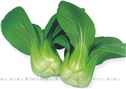 夏王——青菜 