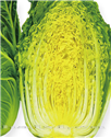 鲜黄——白菜 