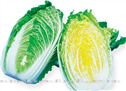 黄健70——白菜 