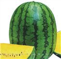 金镶玉——西瓜 