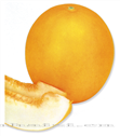 西薄洛托三号——厚皮甜瓜 