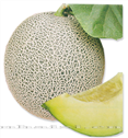 夏乐——网纹甜瓜 