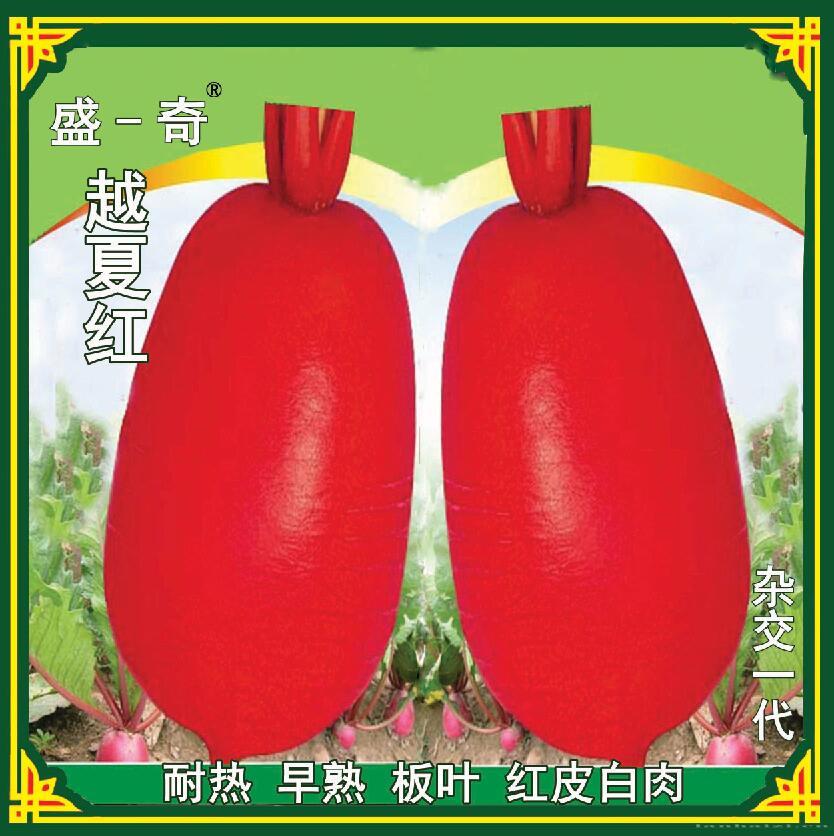 供应用于萝卜菜农种植的盛一奇越夏红板叶红萝卜种子