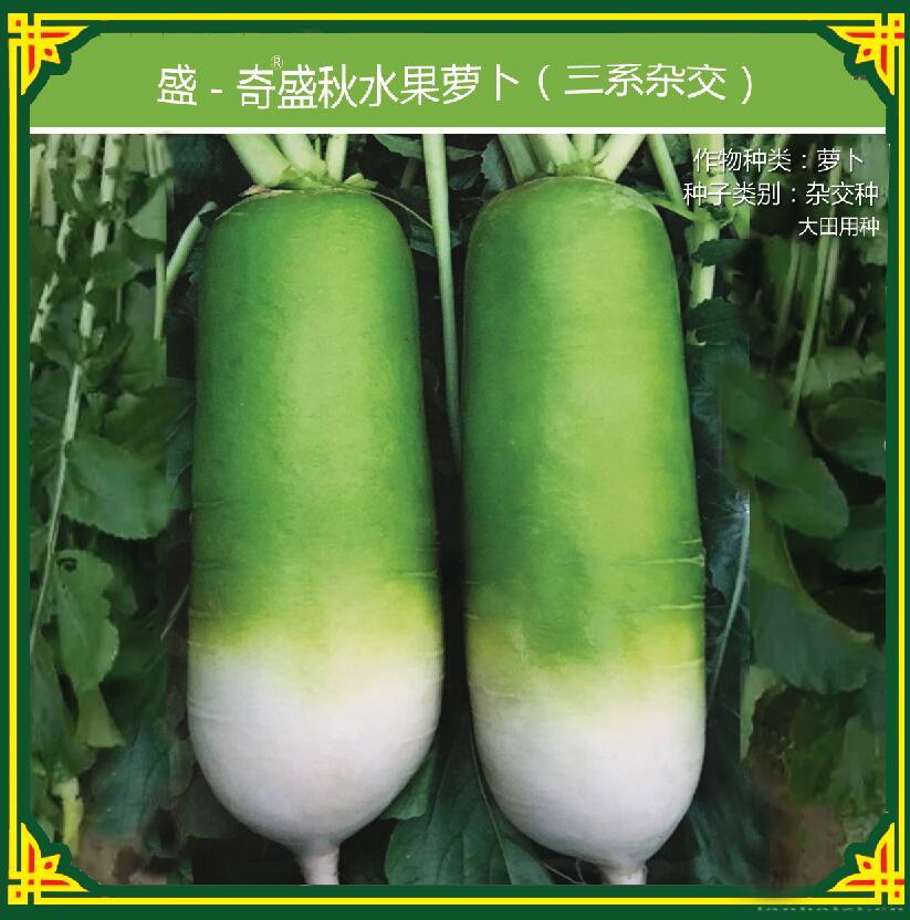 三系杂交水果萝卜种子