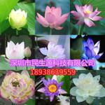 碗莲种子 莲花 荷花