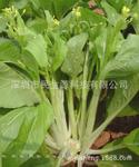 新采湖南5号白菜苔种子