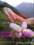预知子 木通 八月奓 野香蕉种子