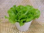 奶油生菜种子