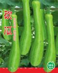 奇特蔬菜籽 南瓜籽 瓜长1米 随砍随吃砍完再长