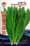 四季油麦菜种子 莜麦菜籽