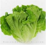  九江玻璃生菜种子 叶用莴苣 脆嫩无纤维