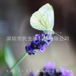 薰衣草种子 