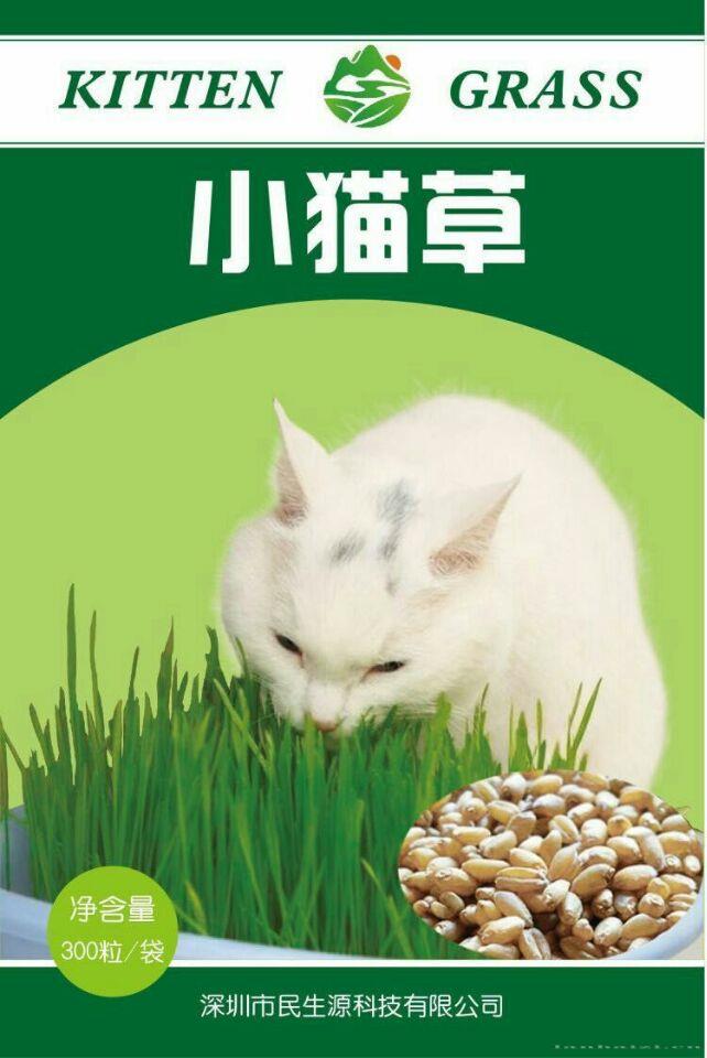 小猫草种子