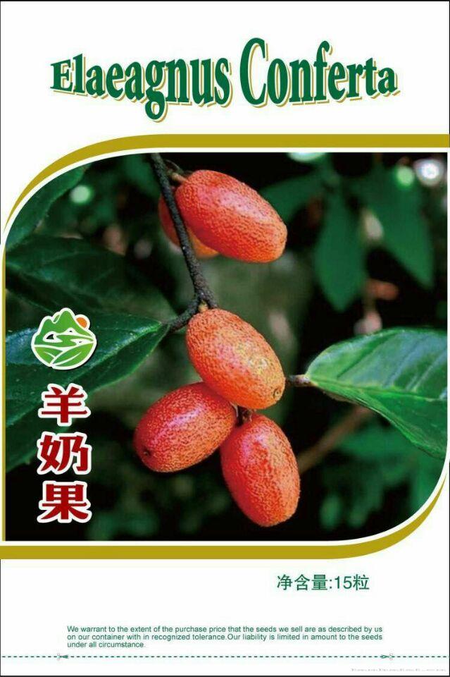 致富新奇特种水果 羊奶子种子
