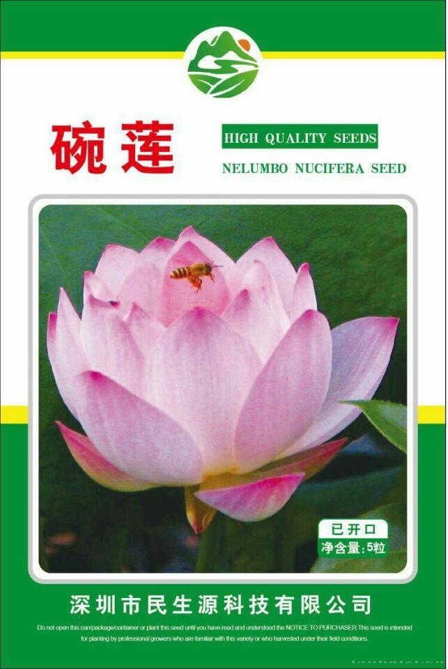  已开口碗莲种子