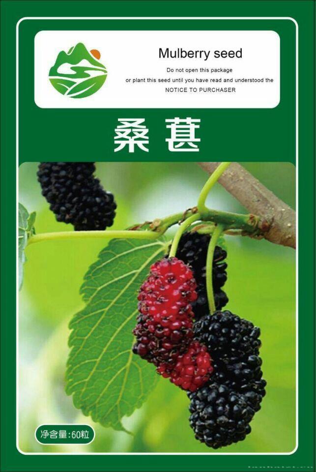多年生水果种子 桑葚 桑枣 味甜多汁