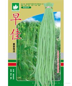 早佳