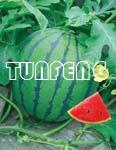 佳美——花皮圆果