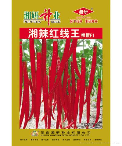 湘辣红线王
