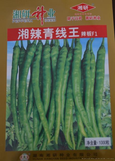 湘辣青线王
