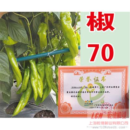乾德椒71